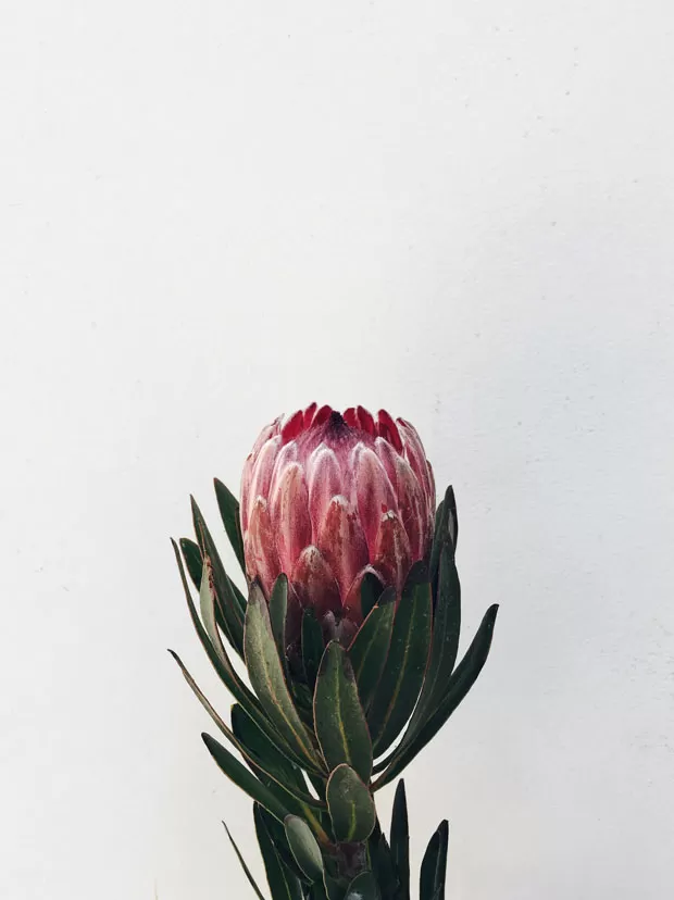 Flor Protea, nativa principalmente da África do Sul.